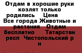 Отдам в хорошие руки козлят.только родились. › Цена ­ 20 - Все города Животные и растения » Отдам бесплатно   . Татарстан респ.,Чистопольский р-н